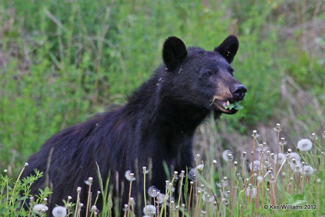 Black Bear, Summit Lake, BC, 7-1-12, Ja_5692.jpg