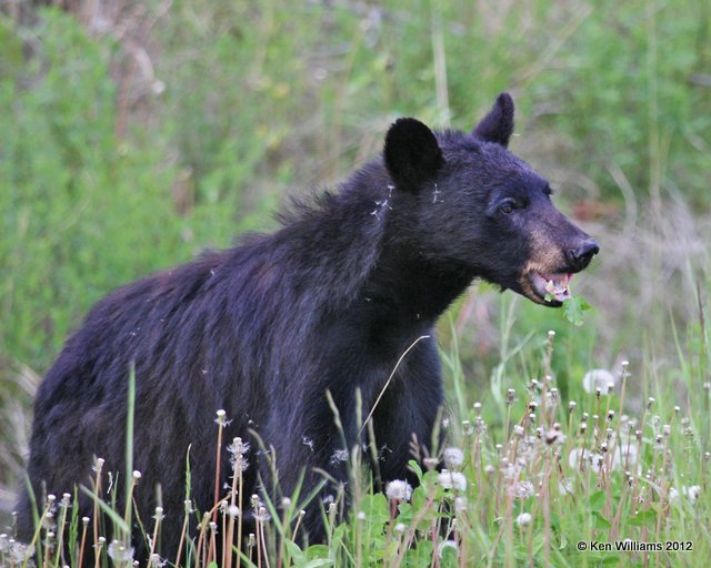 Black Bear, Summit Lake, BC, 7-1-12, Ja_5704.jpg