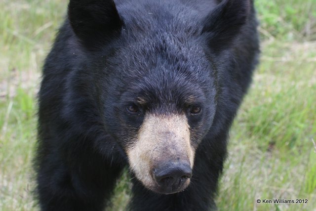 Black Bear, W of Jasper, BC, 7-5-12, Ja_5908.jpg