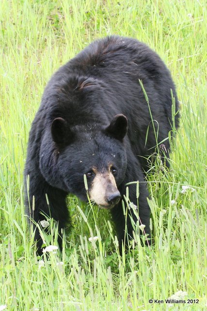 Black Bear, W of Jasper, BC, 7-5-12, Ja_5948.jpg