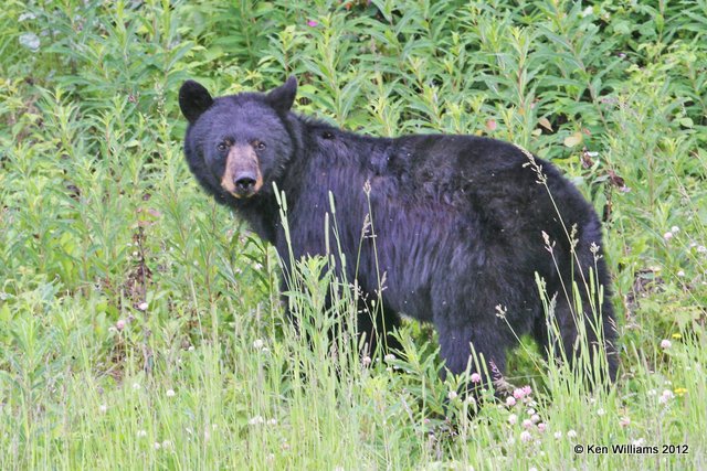 Black Bear, W of Jasper, BC, 7-5-12, Ja_5962.jpg