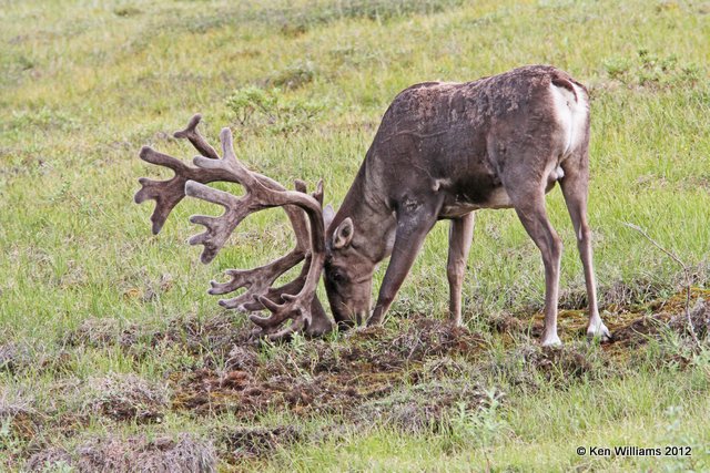 Caribou bull, Denali NP, AK, 7-21-12, Ja2_18409.jpg