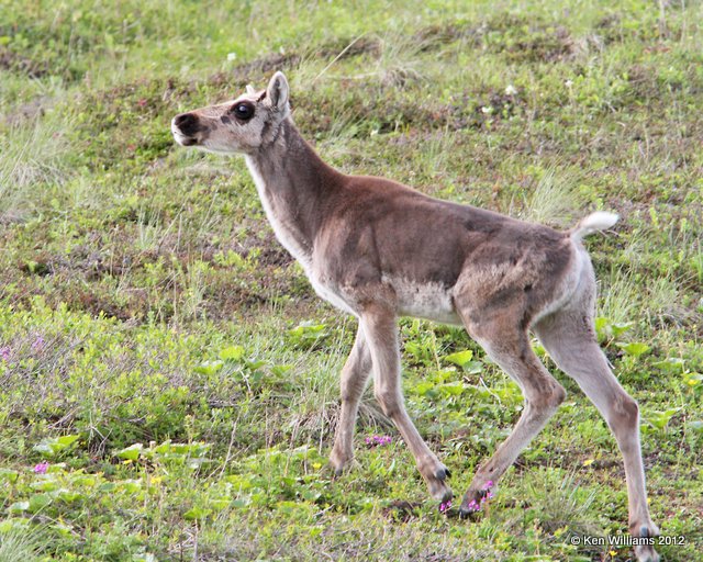 Caribou calf, Denali NP, AK, 7-21-12, Ja_18285.jpg