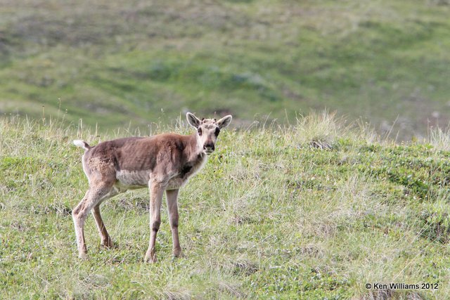 Caribou calf, Denali NP, AK, 7-21-12, Ja_18312.jpg