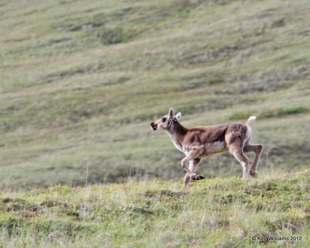 Caribou calf, Denali NP, AK, 7-21-12, Ja_18342.jpg