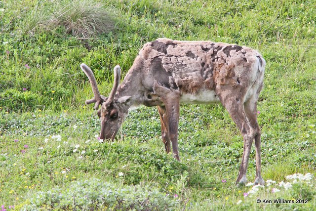 Caribou cow, Denali NP, AK, 7-21-12, Ja_18356.jpg