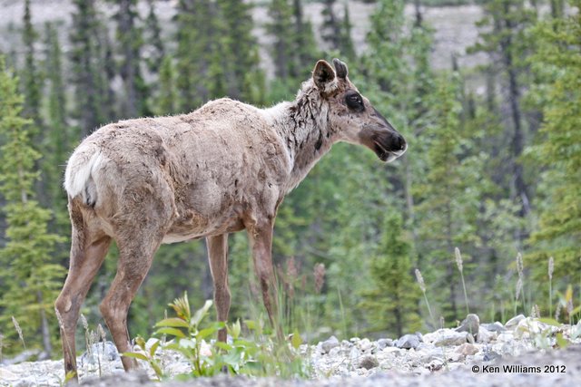 Caribou cow, Summit Lake, BC, 7-1-12, Ja_5752.jpg