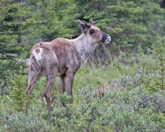 Caribou young bull, Summit Lake, BC, 7-1-12, Ja_5721.jpg