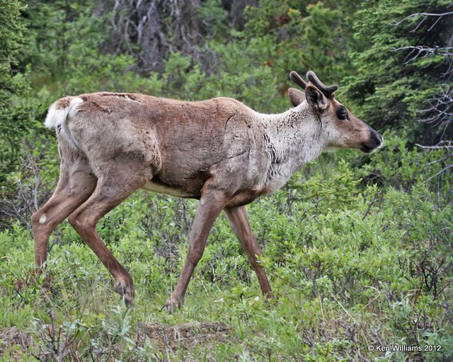 Caribou young bull, Summit Lake, BC, 7-1-12, Ja_5732.jpg