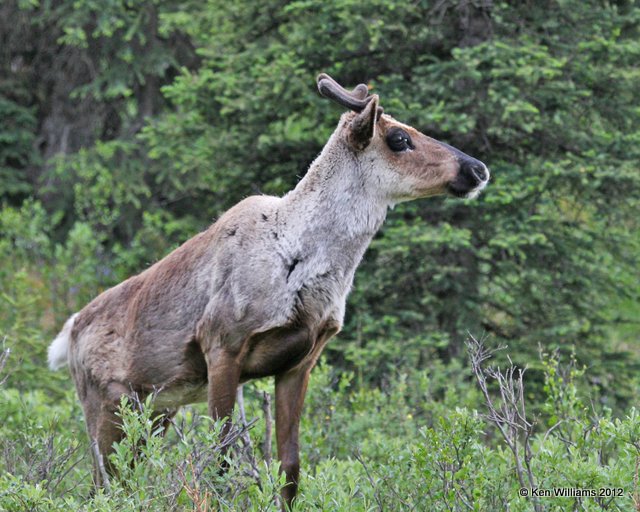 Caribou young bull, Summit Lake, BC, 7-1-12, Ja_5737.jpg