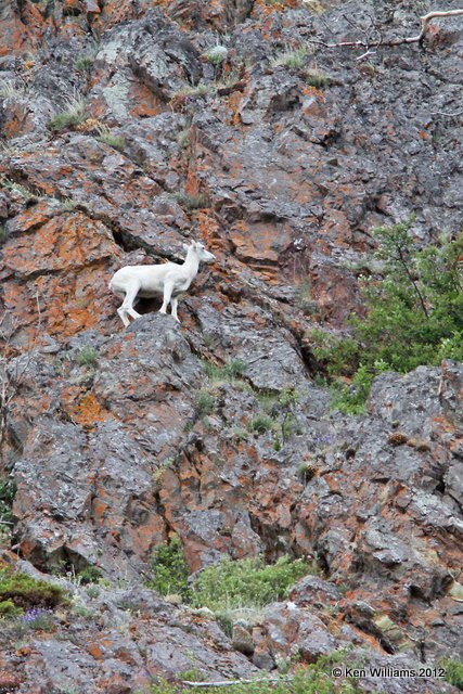 Dall Sheep ewe, S. Anchorage, AK, 7-11-12, Ja_16534.jpg