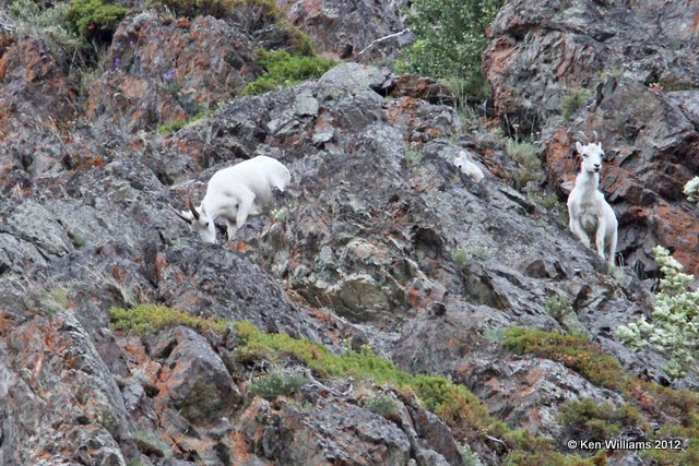 Dall Sheep ewes, S. Anchorage, AK, 7-11-12, Ja_16557.jpg