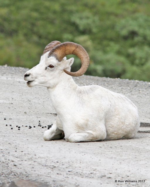 Dall Sheep ram, Denali NP, AK, 7-21-12, Ja._18430.jpg