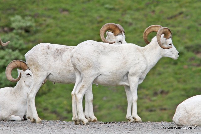 Dall Sheep rams, Denali NP, AK, 7-21-12, Ja_18442.jpg