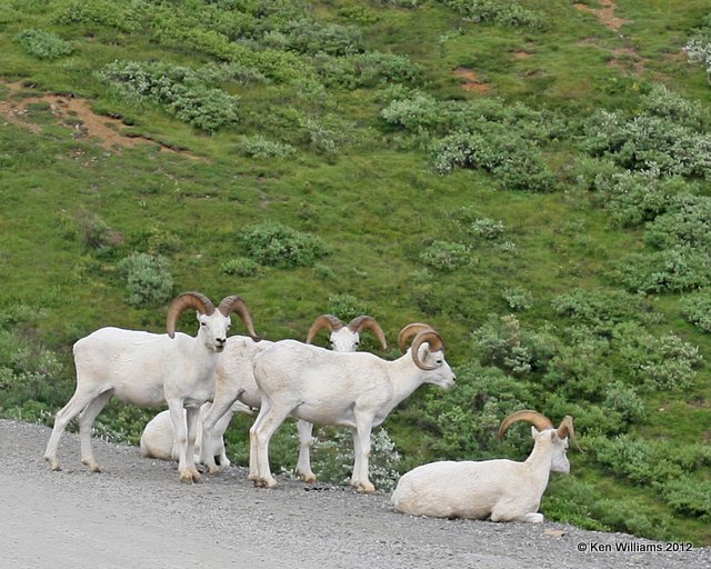 Dall Sheep rams, Denali NP, AK, 7-21-12, Ja_6546.jpg