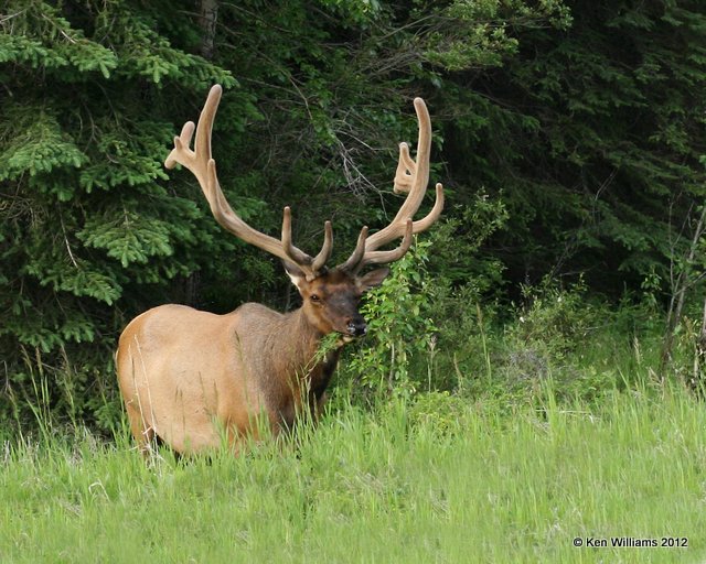 Elk bull, W. Jasper, AB, 6-30-12, Ja_5657.jpg