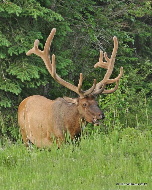 Elk bull, W. Jasper, AB, 6-30-12, Ja_5658.jpg
