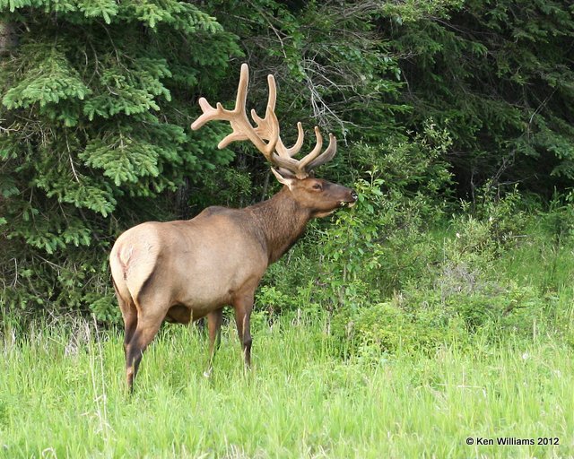 Elk bull, W. Jasper, AB, 6-30-12, Ja_5668.jpg