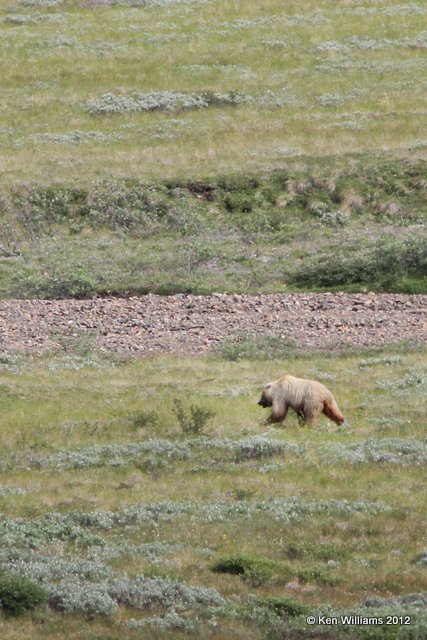 Grizzley Bear, Denali NP, AK, 7-21-12, Ja_18232.jpg