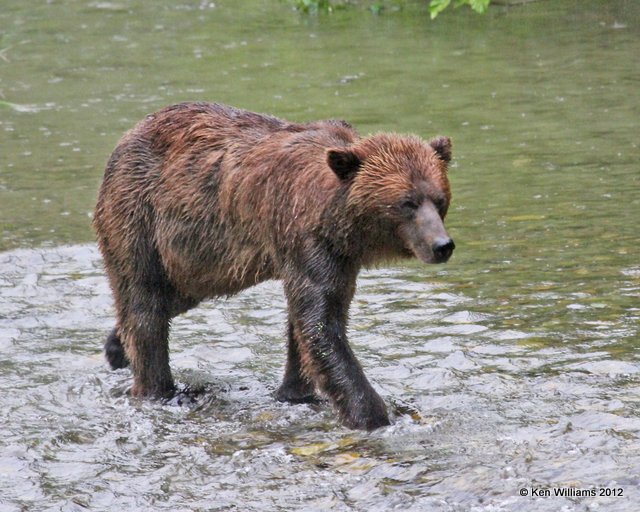 Grizzley male, Hyder, AK, 7-31-12, Ja_21109.jpg