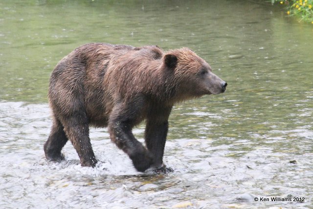 Grizzley male, Hyder, AK, 7-31-12, Ja_21111.jpg