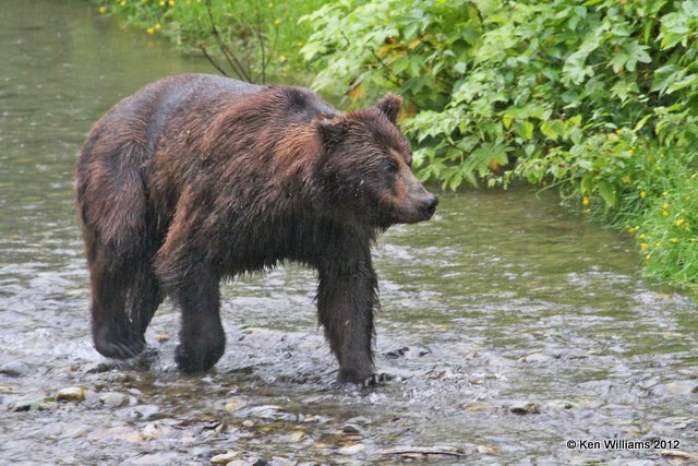 Grizzley male, Hyder, AK, 7-31-12, Ja_21134.jpg