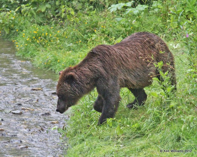 Grizzley male, Hyder, AK, 7-31-12, Ja_21160.jpg