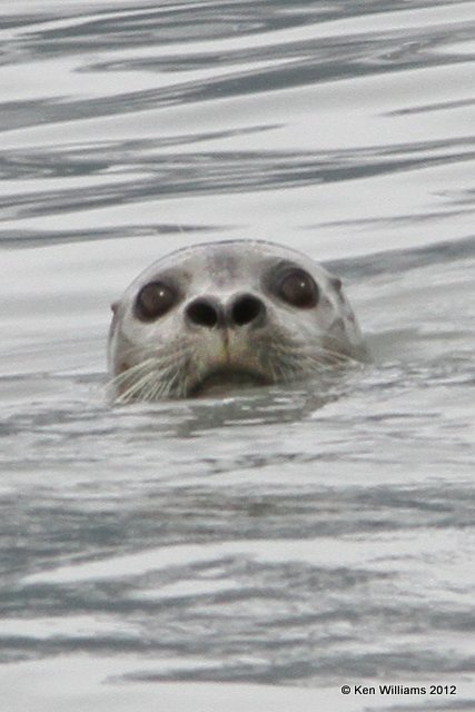 Harbor Seal, Valdez, AK, 7-5-12, Ja_14037.jpg