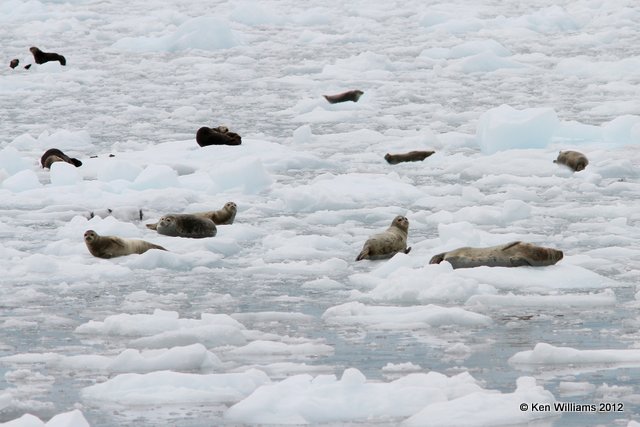 Harbor Seals & Sea Otter, Glacier Cruise, Whittier, AK, 6-9-12, Ja_15554.jpg