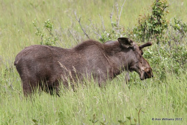 Moose bull, Homer, AK, 6-10-12, Ja_16078.jpg