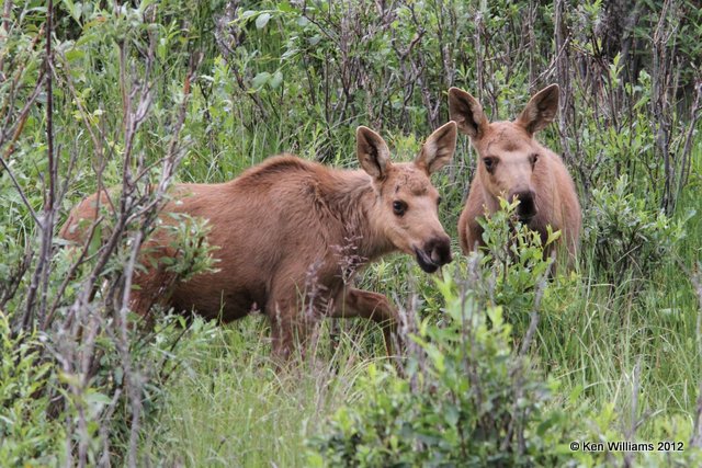 Moose calves, Palmer, AK, 7-13-12, Ja_16960.jpg