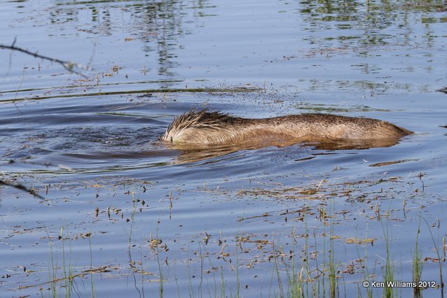 Moose cow submerged, Alaskan Highway 2, AK, 7-26-12, Ja_19552.jpg