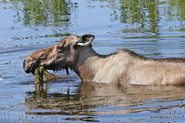 Moose cow, Alaskan Highway 2, AK, 7-26-12, Ja_19575.jpg