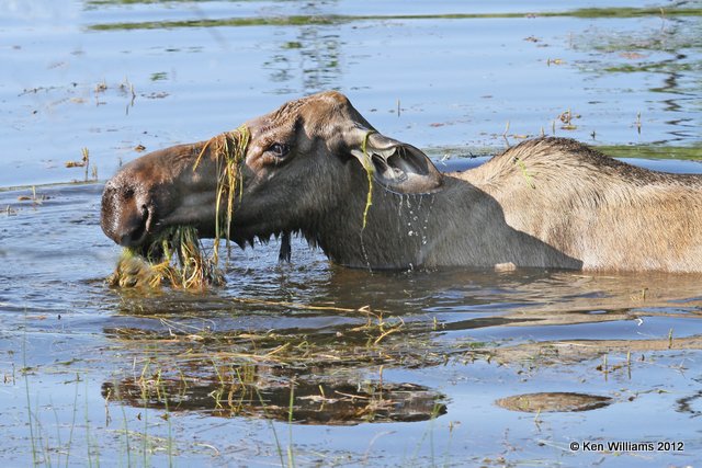 Moose cow, Alaskan Highway 2, AK, 7-26-12, Ja_19578.jpg