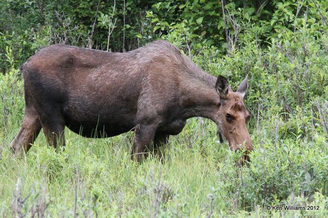 Moose cow, Palmer, AK, 7-13-12, Ja_16875.jpg