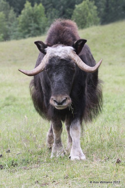 Musk Ox bull, Musk Ox Farm, Palmer, AK, 7-12-12, Ja_16740.jpg