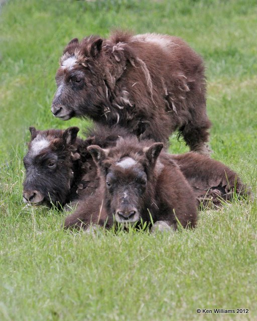 Musk Ox calf, Musk Ox Farm, Palmer, AK, 7-12-12, Ja_16699.jpg