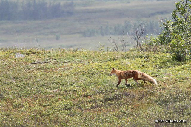 Red Fox, Denali NP, AK, 7-21-12, Ja_18202.jpg