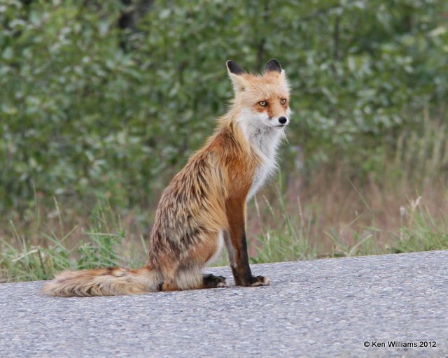 Red Fox, N. Carmacks, Yukon Territory, Canada, 7-4-12, Ja_13818.jpg