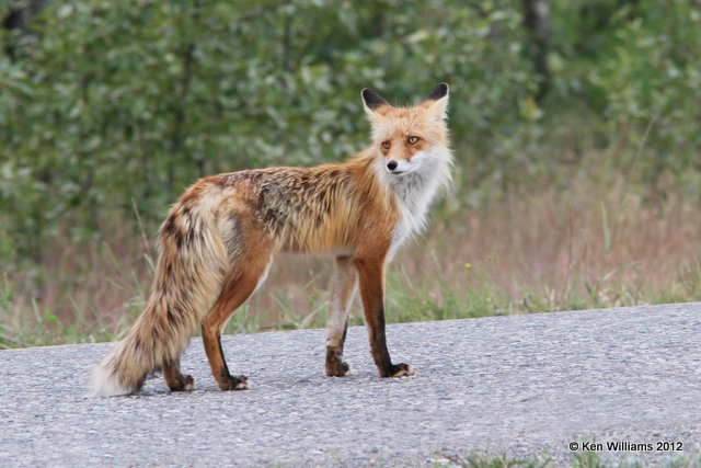 Red Fox, N. Carmacks, Yukon Territory, Canada, 7-4-12, Ja_13819.jpg