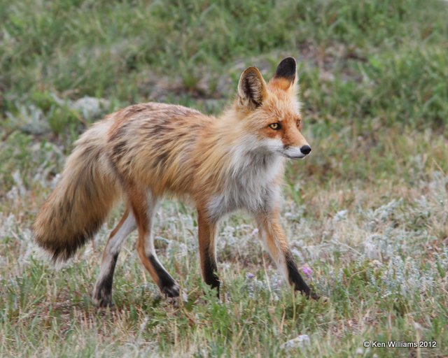 Red Fox, N. Carmacks, Yukon Territory, Canada, 7-4-12, Ja_13824.jpg