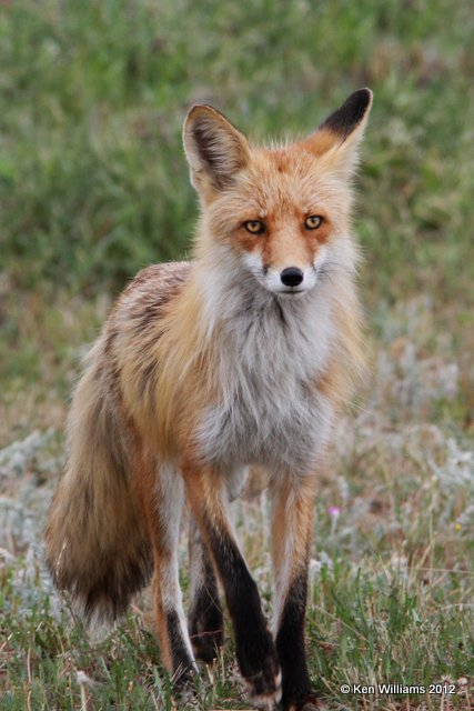 Red Fox, N. Carmacks, Yukon Territory, Canada, 7-4-12, Ja_13825.jpg