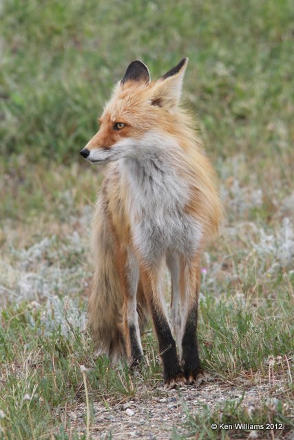 Red Fox, N. Carmacks, Yukon Territory, Canada, 7-4-12, Ja_13826.jpg