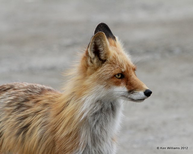 Red Fox, N. Carmacks, Yukon Territory, Canada, 7-4-12, Ja_13829.jpg