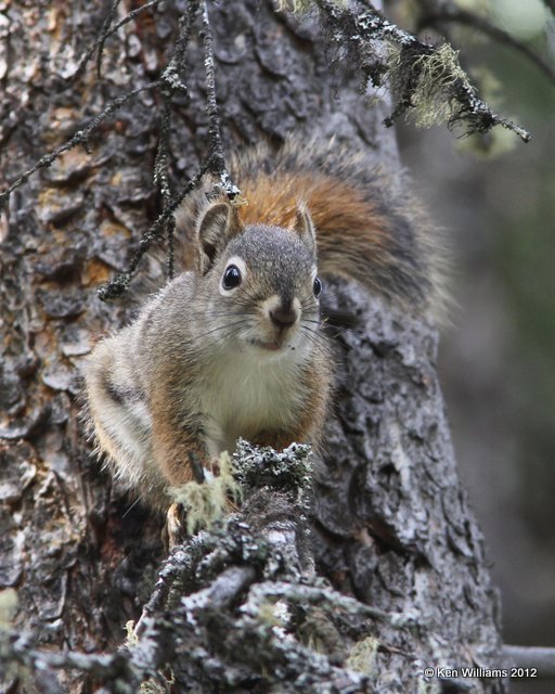 American Red Squirrel, Tamiasciurus hudsonicus, Denali NP, AK, 7-22-12, Ja_18509.jpg