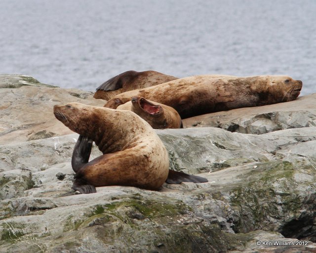 California Sea Lion, Glacier Tour, Whittier, AK, 6-9-12, Ja_15454.jpg