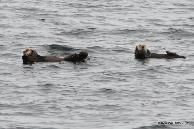 Sea Otter, Glacier Cruise, Whittier, AK, 6-9-12, Ja_15477.jpg