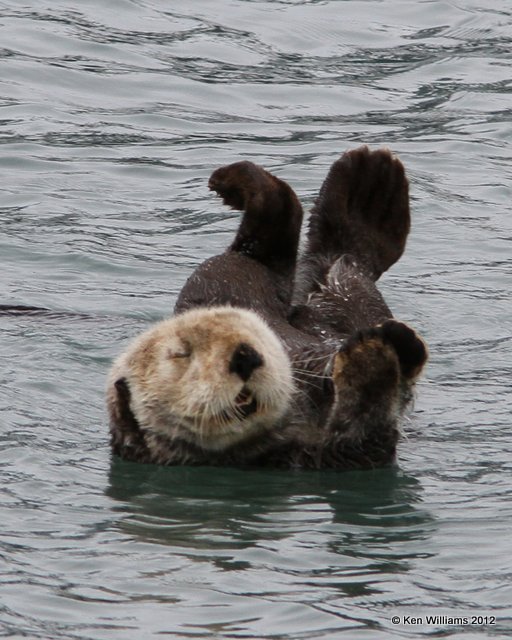 Sea Otter, Glacier Cruise, Whittier, AK, 6-9-12, Ja_15502.jpg