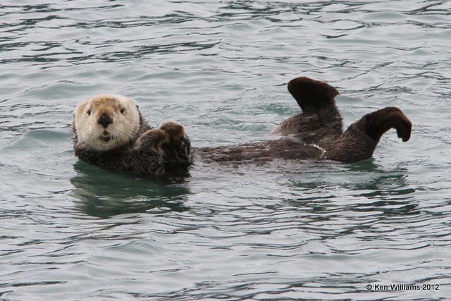 Sea Otter, Glacier Cruise, Whittier, AK, 6-9-12, Ja_15503.jpg
