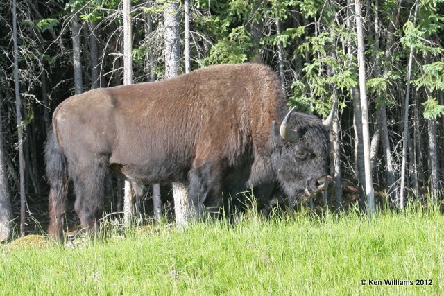 Woods Buffalo bull, W of Jasper, 7-5-12, Ja2_5786.jpg
